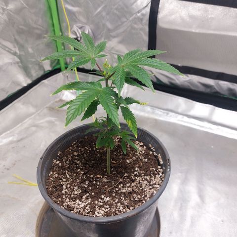 Purple Punch growlog timeline photo