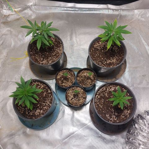 Purple Punch growlog timeline photo