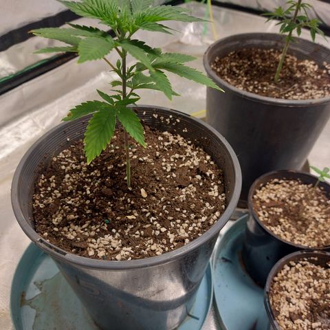Purple Punch growlog timeline photo