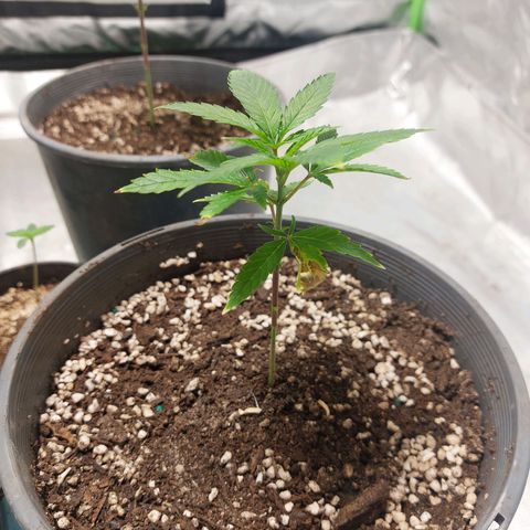 Purple Punch growlog timeline photo