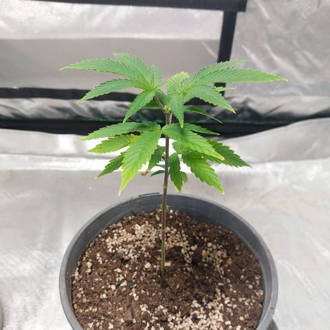 Purple Punch growlog timeline photo