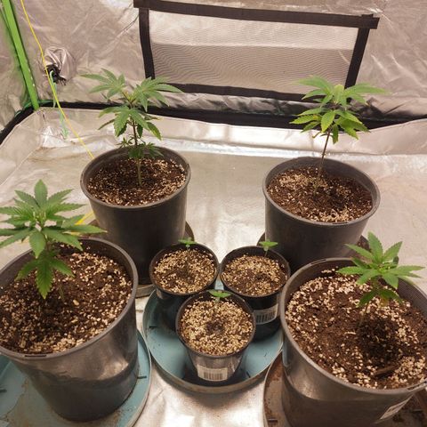 Purple Punch growlog timeline photo