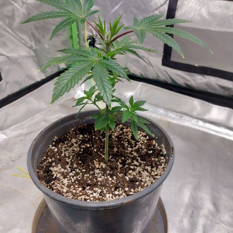 Purple Punch growlog timeline photo
