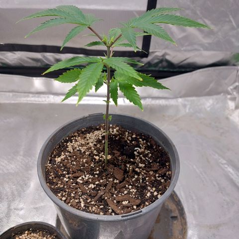 Purple Punch growlog timeline photo