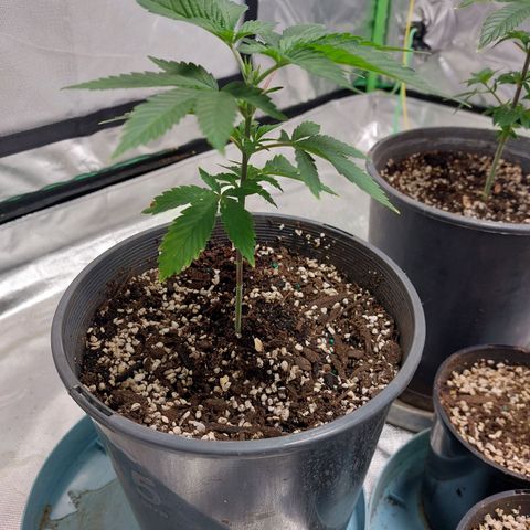 Purple Punch growlog timeline photo