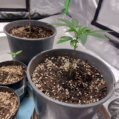 Purple Punch growlog timeline photo