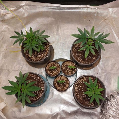 Purple Punch growlog timeline photo