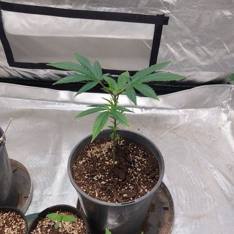 Purple Punch growlog timeline photo