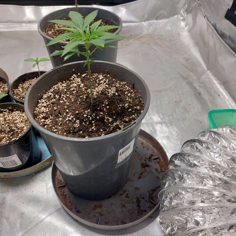 Purple Punch growlog timeline photo