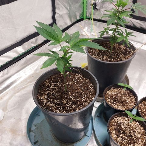 Purple Punch growlog timeline photo