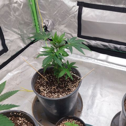 Purple Punch growlog timeline photo