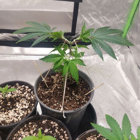 Purple Punch growlog timeline photo