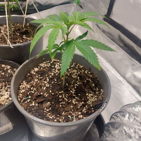 Purple Punch growlog timeline photo