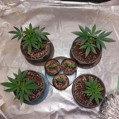Purple Punch growlog timeline photo