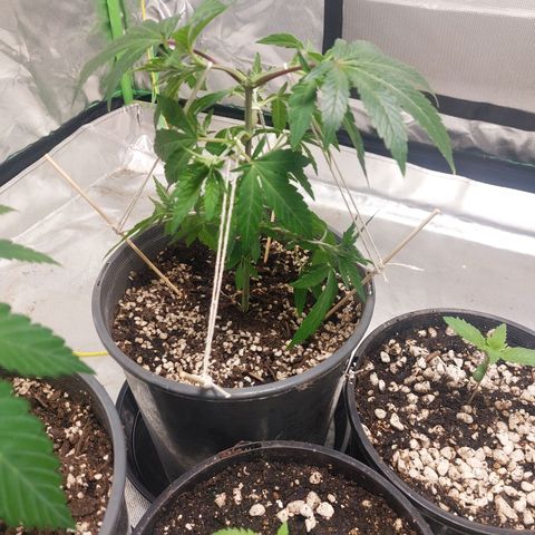 Purple Punch growlog timeline photo