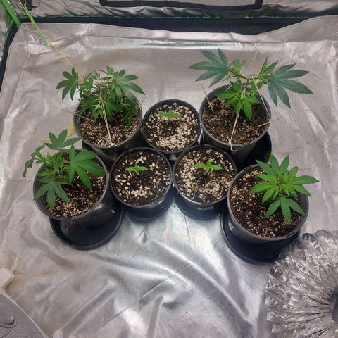 Purple Punch growlog timeline photo