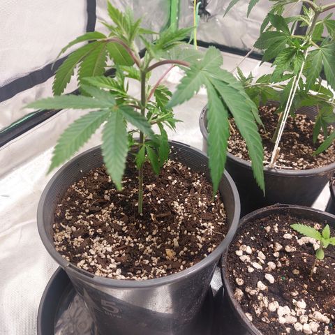 Purple Punch growlog timeline photo