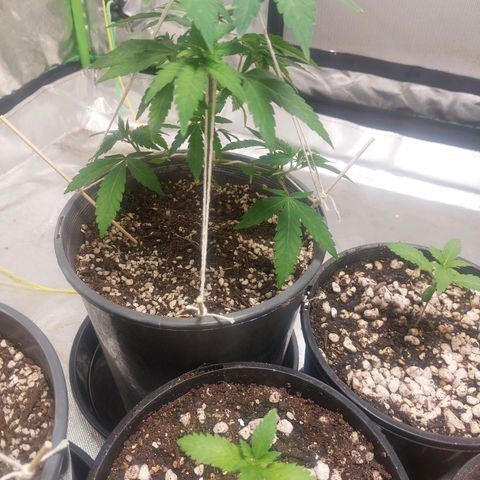 Purple Punch growlog timeline photo