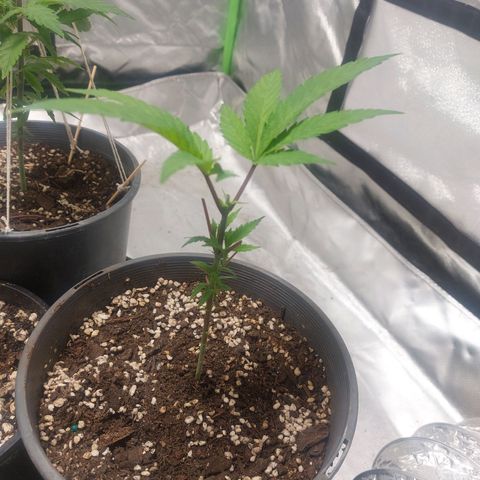 Purple Punch growlog timeline photo