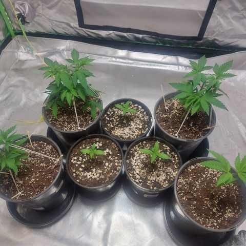 Purple Punch growlog timeline photo
