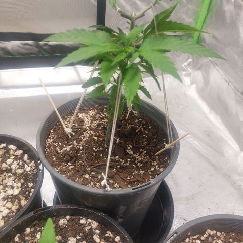 Purple Punch growlog timeline photo