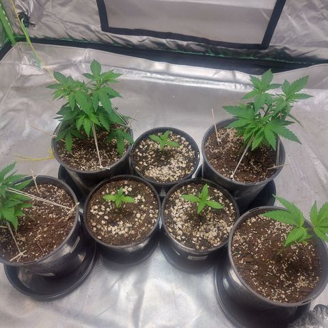Purple Punch growlog timeline photo