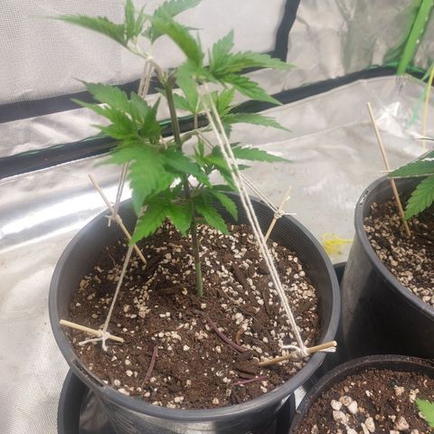 Purple Punch growlog timeline photo