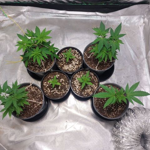 Purple Punch growlog timeline photo