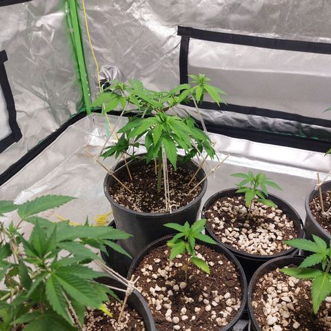 Purple Punch growlog timeline photo