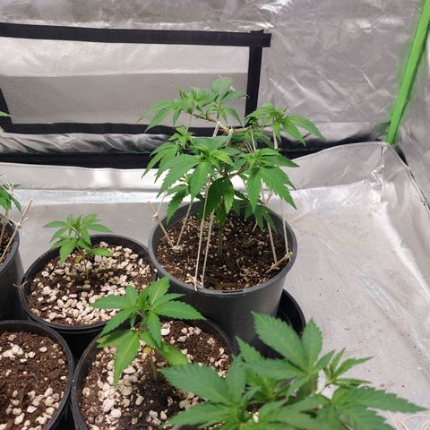 Purple Punch growlog timeline photo