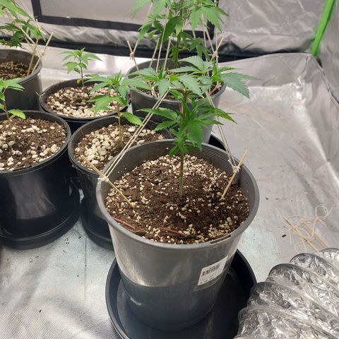 Purple Punch growlog timeline photo