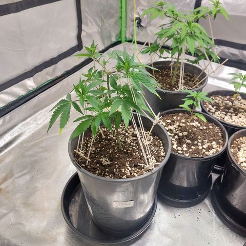 Purple Punch growlog timeline photo