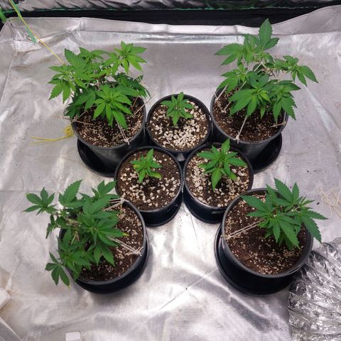 Purple Punch growlog timeline photo