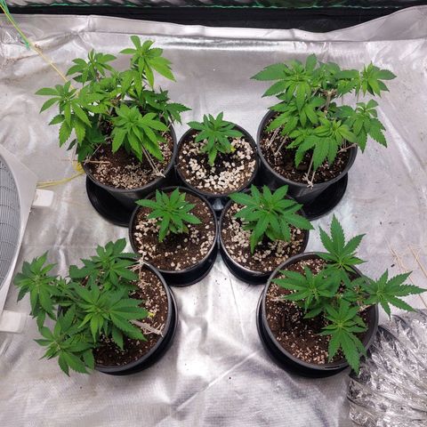 Purple Punch growlog timeline photo