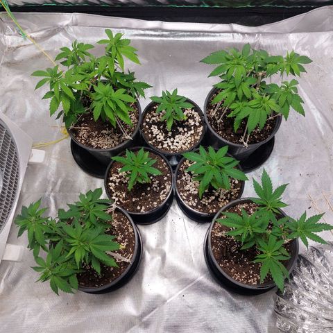 Purple Punch growlog timeline photo