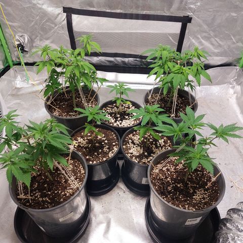 Purple Punch growlog timeline photo