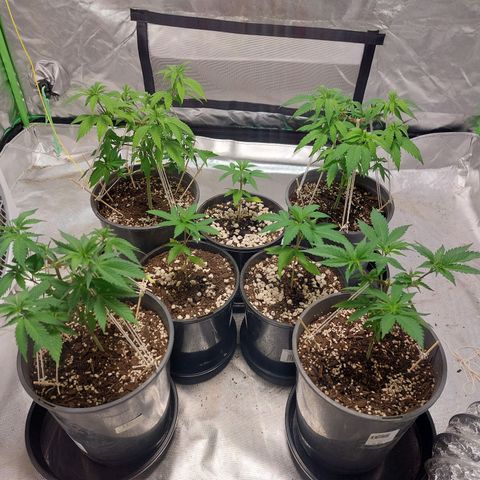 Purple Punch growlog timeline photo