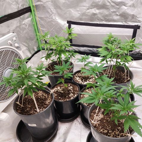 Purple Punch growlog timeline photo