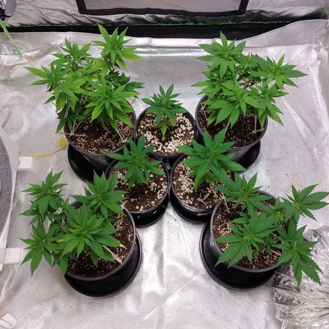 Purple Punch growlog timeline photo