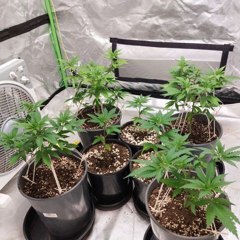 Purple Punch growlog timeline photo