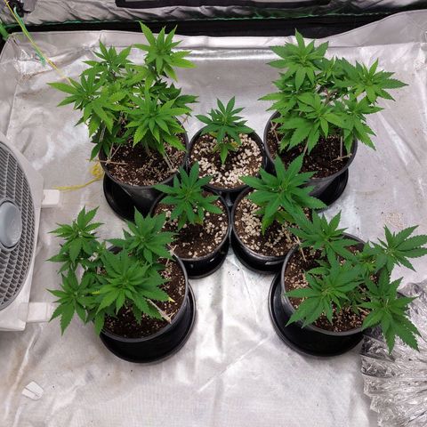 Purple Punch growlog timeline photo