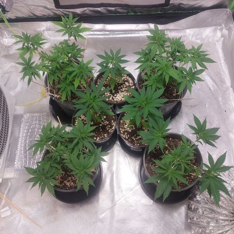 Purple Punch growlog timeline photo