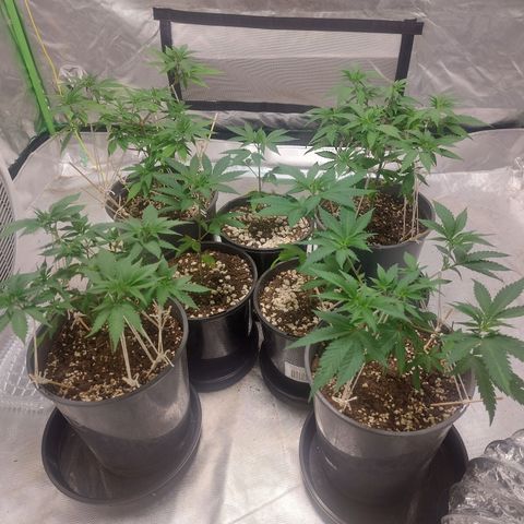 Purple Punch growlog timeline photo