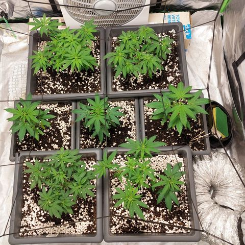 Purple Punch growlog timeline photo