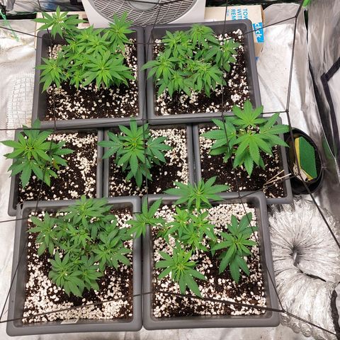 Purple Punch growlog timeline photo
