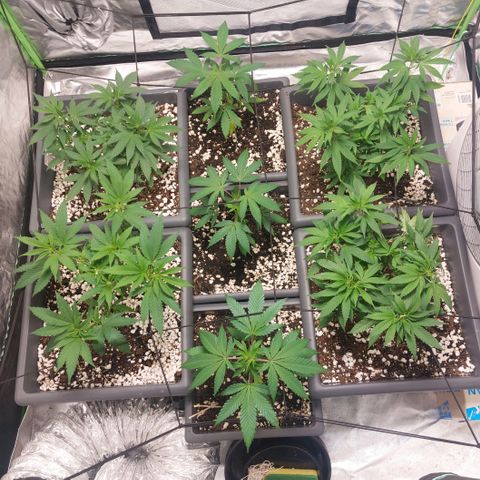 Purple Punch growlog timeline photo