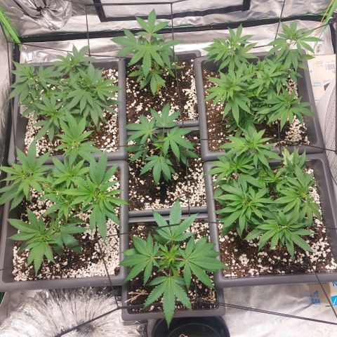 Purple Punch growlog timeline photo