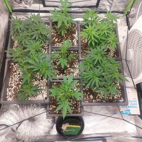 Purple Punch growlog timeline photo