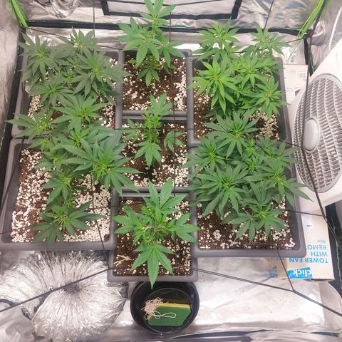Purple Punch growlog timeline photo