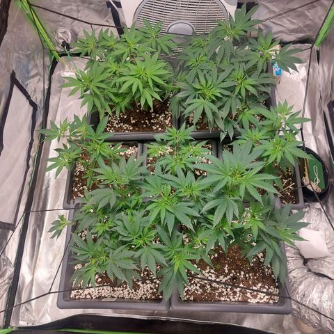 Purple Punch growlog timeline photo